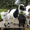 Ziegenfamilie