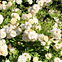 Weisse Rosen