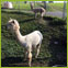 Alpacas