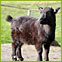 Schwarze Ziege
