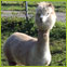 Alpaca